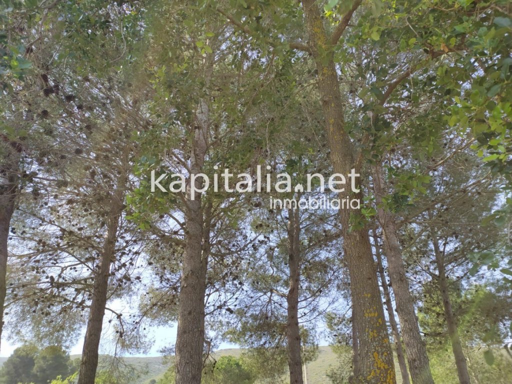 Featured Photo