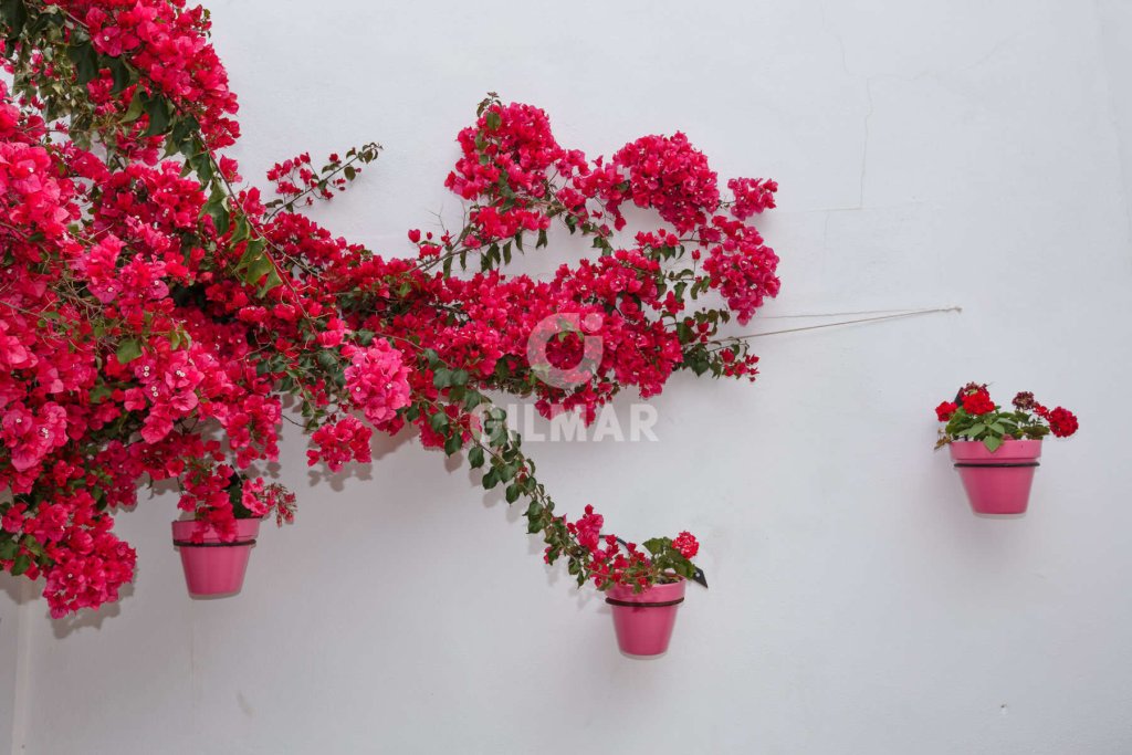 Featured Photo