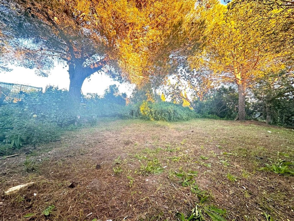Featured Photo