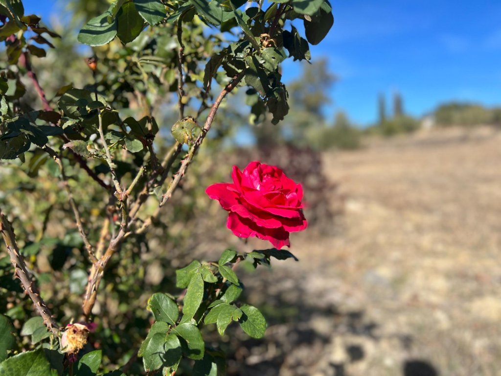 Featured Photo